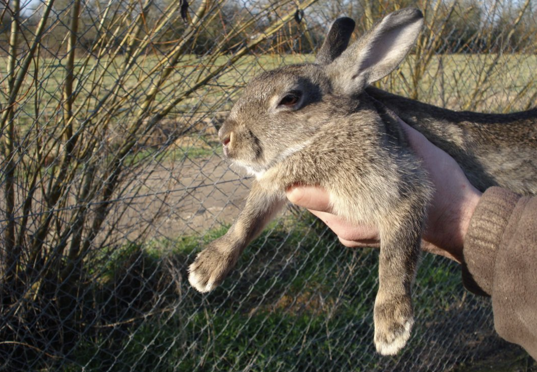 Les Binkies Du Lapin D couvrez Le Langage Amusant De Votre Compagnon Les Binkies Du Lapin D couvrez Le Langage Amusant De Votre Compagnon