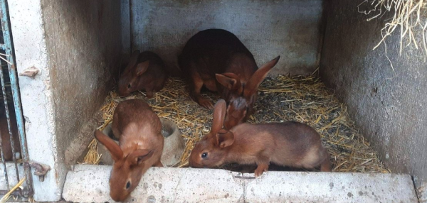 Tout savoir sur le Fauve de Bourgogne, un lapin d'exception - La box à foin