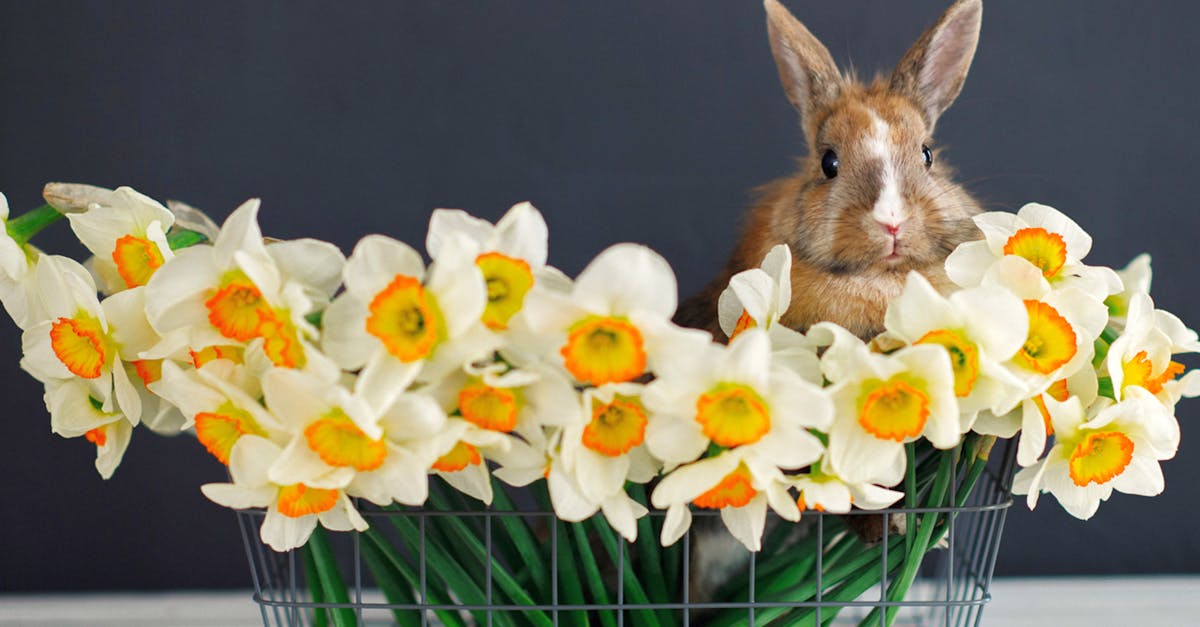 découvrez tout sur le lapin éternuant dans notre guide complet. apprenez à reconnaître les symptômes et à traiter l'éternuement chez les lapins domestiques.